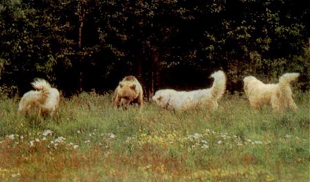 Great Pyrenees and Bear