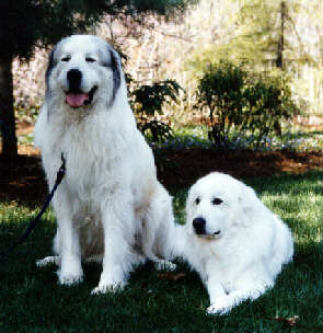 Great Pyrenees Couple