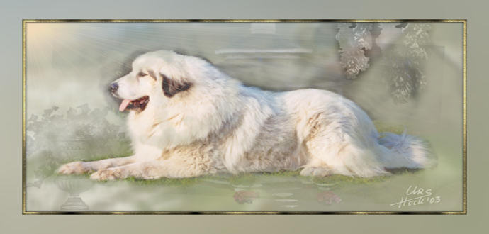 Great Pyrenees Aaron