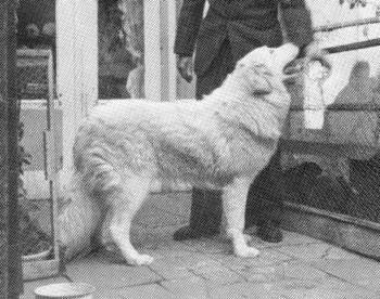 Isabella du Grand Patou